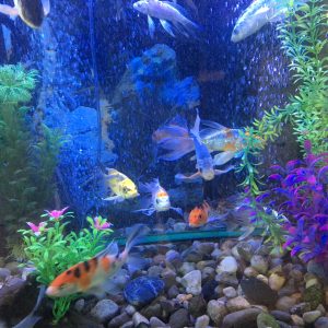 Rare Blue and White Koi