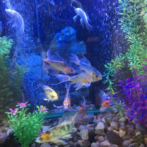 Super colors large scales